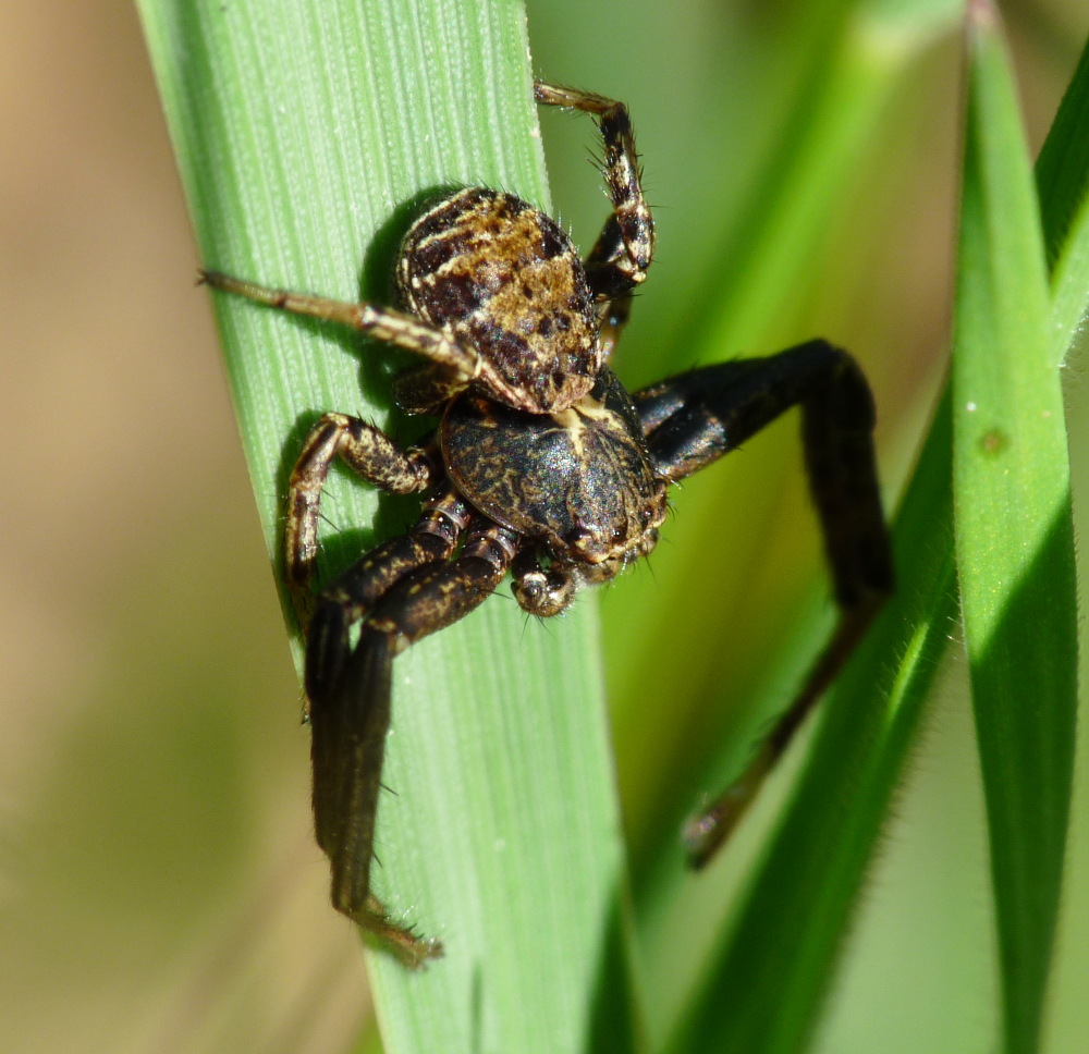 Xysticus sp.